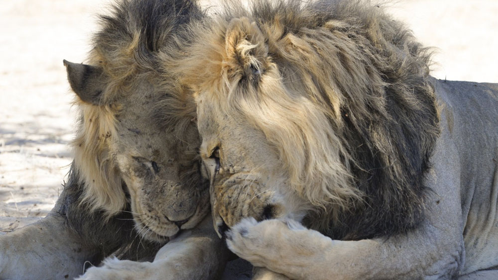 পল জয়েনসন হিকস এবং টম সালামের উদ্যোগে শুরু হওয়া এই প্রতিযোগিতায় সামিল হতে পারে সকলে। পেশাদার আলোকচিত্রী থেকে কাজপাগল পশুপ্রেমী। 
( ছবি সৌজন্য: কমেডি ওয়াইল্ডলাইফ ফোটো অ্যাওয়ার্ডস ২০২০)
