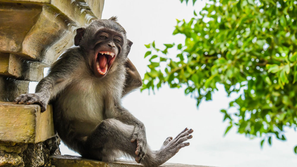 এখানে দেওয়া হল প্রতিযোগিতার চূড়ান্ত পর্বে থাকা বাছাই কিছু ছবি। আসুন, দেখে নিই সেই ছবিগুলিতে চার দেওয়ালের বাইরে থাকা প্রাণীগুলির মজাদার রকমসকম।
( ছবি সৌজন্য: কমেডি ওয়াইল্ডলাইফ ফোটো অ্যাওয়ার্ডস ২০২০)