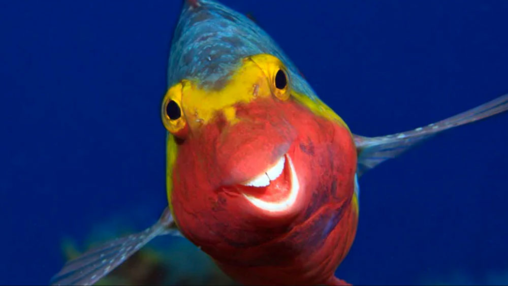 জলের তলায় রঙিন মাছ ফোটোগ্রাফারকে যেন স্বাগত জানাচ্ছে তার আকর্ণ হাসি দিয়েই! মৎস্য-অবতারের স্মাইলি লেন্সবন্দি করেছেন আর্থার টেল থিমেন। ( ছবি সৌজন্য: আর্থার টেল থিমেন/ কমেডি ওয়াইল্ডলাইফ ফোটো অ্যাওয়ার্ডস ২০২০)