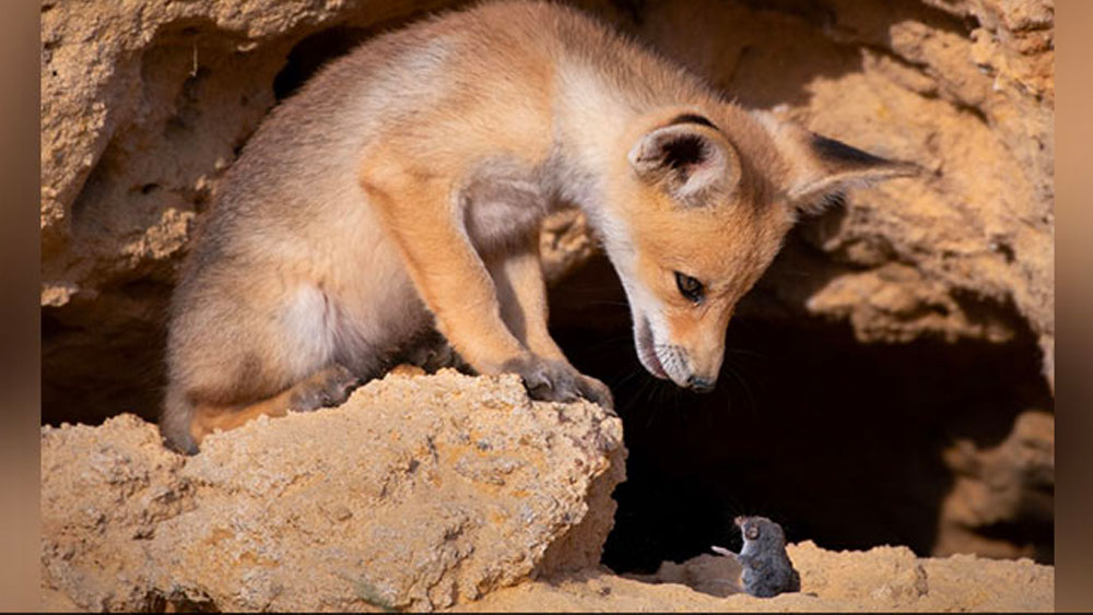 ইসরায়ালের রুক্ষ পাথুরে জমিতে এক ইঁদুরের সঙ্গে আলোচনায় ব্যস্ত এই শেয়ালপণ্ডিত। 
(ছবি সৌজন্য়: আয়ালা ফিশাইমার/ কমেডি ওয়াইল্ডলাইফ ফোটো অ্যাওয়ার্ডস ২০২০)