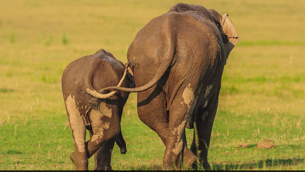 দুষ্টুমি ভুলে মায়ের সঙ্গে হাঁটতে বাধ্য লক্ষ্মীছানার মতো। কানমোলার বদলে হাজির লেজমোলা। উত্তরাখণ্ডের করবেট জাতীয় উদ্যানে।  (ছবি সৌজন্য:  জগদীপ রাজপুত/ কমেডি ওয়াইল্ডলাইফ ফোটো অ্যাওয়ার্ডস ২০২০)