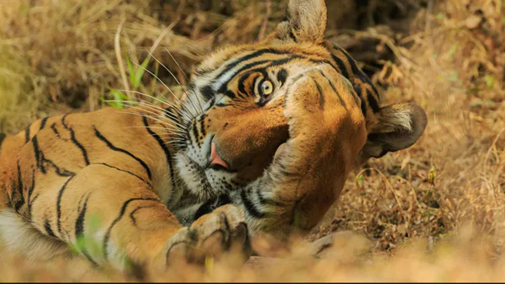 রয়্যাল বেঙ্গল যখন রহস্য করে রাজস্থানের রণথম্ভোর জাতীয় উদ্যানে।    
(ছবি সৌজন্য:  জগদীপ রাজপুত/ কমেডি ওয়াইল্ডলাইফ ফোটো অ্যাওয়ার্ডস ২০২০)