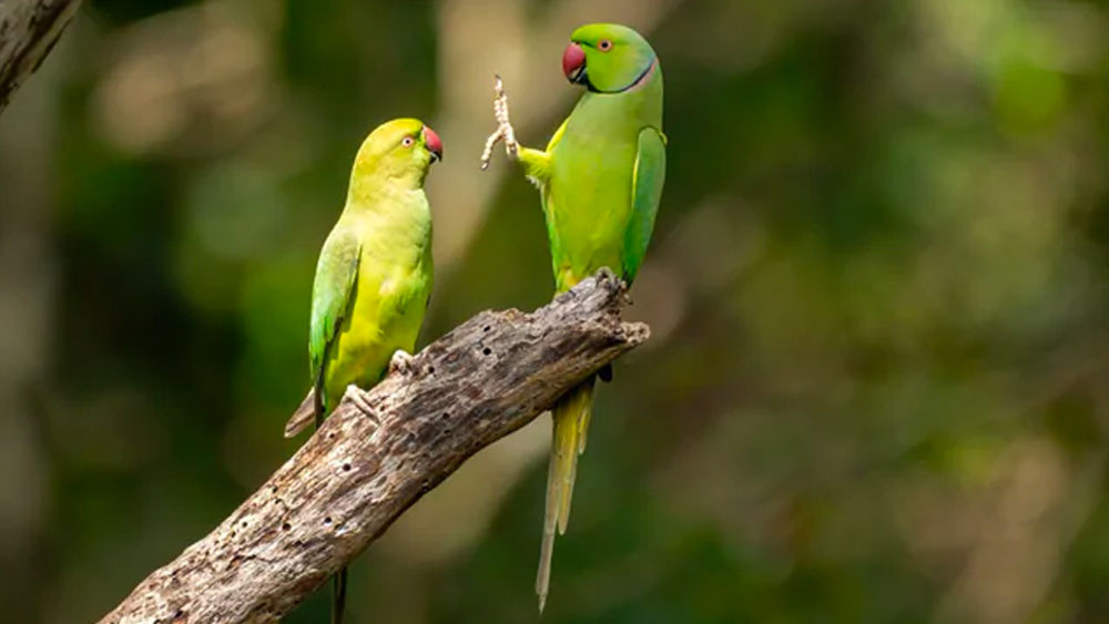 দাম্পত্য বিবাদ নাকি সামাজিক দূরত্বের পাঠ? দুই টিয়া মহাব্যস্ত শ্রীলঙ্কার কাউদুল্লা জাতীয় উদ্যানে। ক্যামেরার দিকে তাকানোর সময় কোথায় তাদের!  
(ছবি সৌজন্য:  পিটার শোচম্যান/ কমেডি ওয়াইল্ডলাইফ ফোটো অ্যাওয়ার্ডস ২০২০)