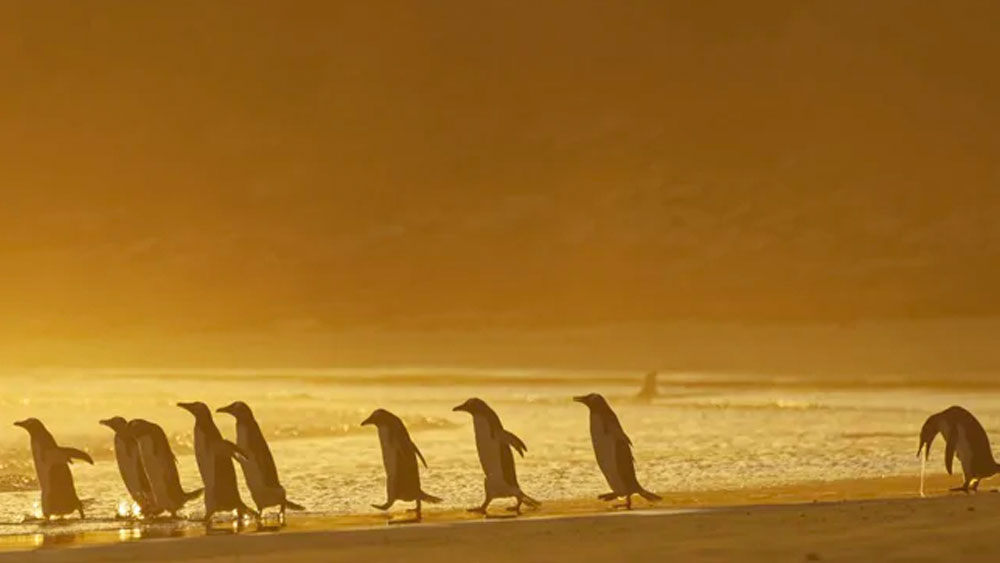 দলের বাকি সদস্যের সঙ্গে পাল্লা দিতে না পেরে পিছিয়ে পড়েছে ফকল্যান্ড দ্বীপের এক পেঙ্গুইন।
(ছবি সৌজন্য:  ক্রিস্টিনা হোলফেল্ডার / কমেডি ওয়াইল্ডলাইফ ফোটো অ্যাওয়ার্ডস ২০২০)