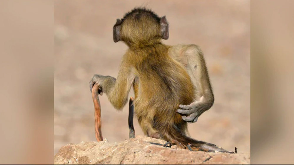 লোকচক্ষুর আড়ালে নিভৃতে ক্যামেরাবন্দি একটি বেবুন। দক্ষিণ আফ্রিকার বৎসওয়ানার কোবে নদীর ধারে।  
(ছবি সৌজন্য:মার্টিন গ্রেস/কমেডি ওয়াইল্ডলাইফ ফোটো অ্যাওয়ার্ডস ২০২০)