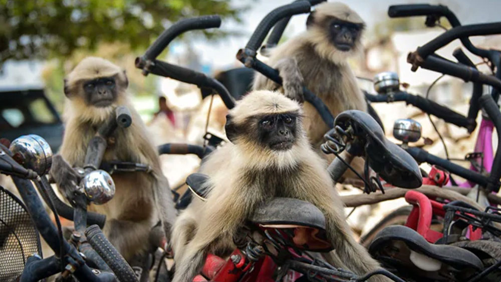 সাইকেলে সওয়ার লেঙ্গুরের দল। কর্নাটকের ঐতিহাসিক শহর হাম্পিতে।   
(ছবি সৌজন্য: ইয়েভহেন স্য়ামুচেঙ্কো / কমেডি ওয়াইল্ডলাইফ ফোটো অ্যাওয়ার্ডস ২০২০)