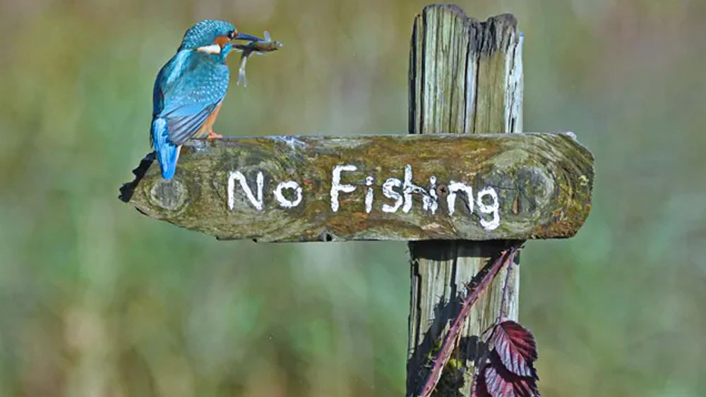 মাছরাঙার বয়েই গিয়েছে নিয়ম মানতে! আইন ভঙ্গকারী মাছশিকারি ধরা পড়েছে স্কটল্যান্ডের কির্ককাডব্রাইটে।   
(ছবি সৌজন্য:  স্যালি লয়েড জোন্স / কমেডি ওয়াইল্ডলাইফ ফোটো অ্যাওয়ার্ডস ২০২০)