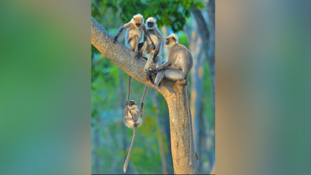 মহানন্দে লেঙ্গুরের দোল খাওয়ার ছবি কেরলের কাবিনী অরণ্যে।  
(ছবি সৌজন্য: থমাস বিজয়ন / কমেডি ওয়াইল্ডলাইফ ফোটো অ্যাওয়ার্ডস ২০২০)