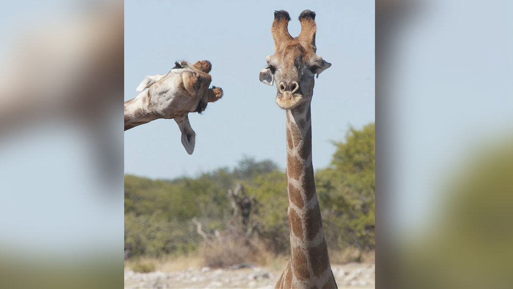 এই জিরাফজোড়া কিন্তু বেশ ক্যামেরা সচেতন। যত্ন করে পোজ দিয়েছে ছবি তোলরা জন্য।  
(ছবি সৌজন্য:  ব্রিগেট অ্যালকালি মার্কন / কমেডি ওয়াইল্ডলাইফ ফোটো অ্যাওয়ার্ডস ২০২০)