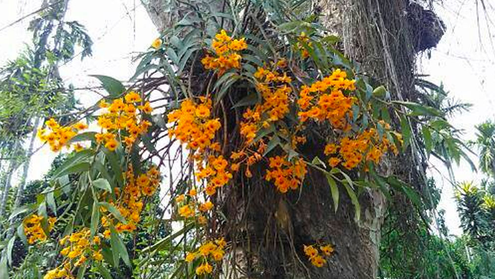 নদী, পাহাড় ও বন্যপ্রাণীর জীববৈচিত্রে ভরপুর এই রাজ্যের ঠিক মাঝ বরাবর চলে গিয়েছে কর্কটক্রান্তি রেখা। কৃষিভিত্তিক অর্থনীতিপ্রধান এই রাজ্য অর্কিড উৎপাদনে অগ্রগণ্য।