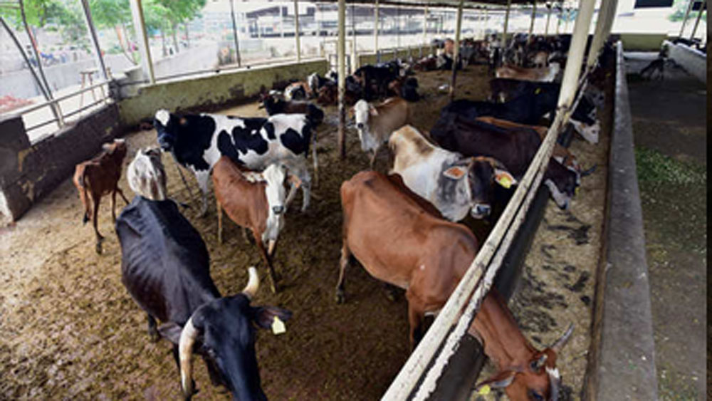 গোয়ালেরই এক কোণায় তেলের টিনের ফাঁকা বাক্স পাশাপাশি সাজিয়ে টেবিল বানিয়ে নেন। তাতে বই-খাতা রেখে চলে পড়াশোনা।