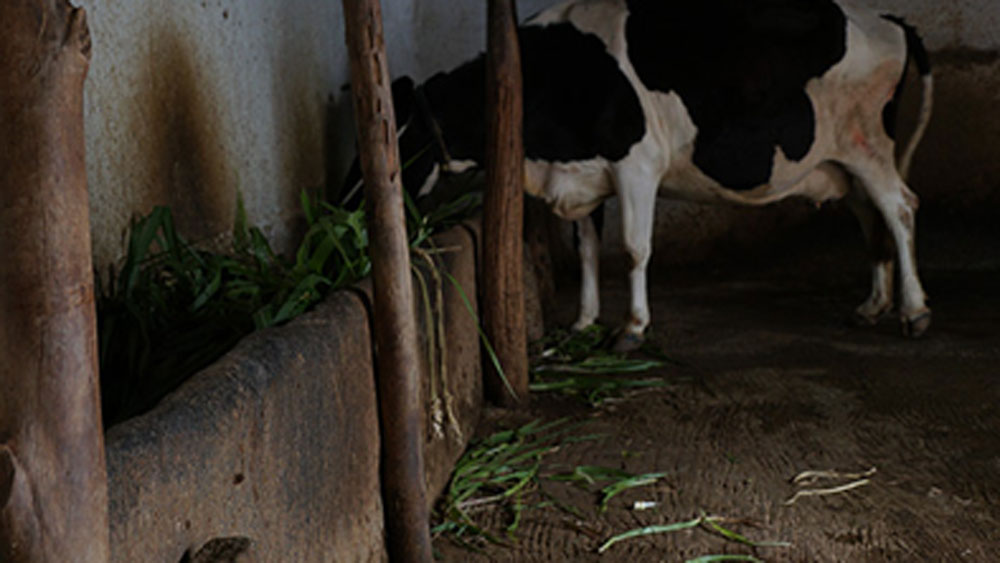 গরুর ডাক, গোবরের গন্ধ কোনও কিছুই তাঁকে বিভ্রান্ত করতে পারে না। শুধু খাবার সময়টুকু গোয়াল থেকে বার হন তিনি।