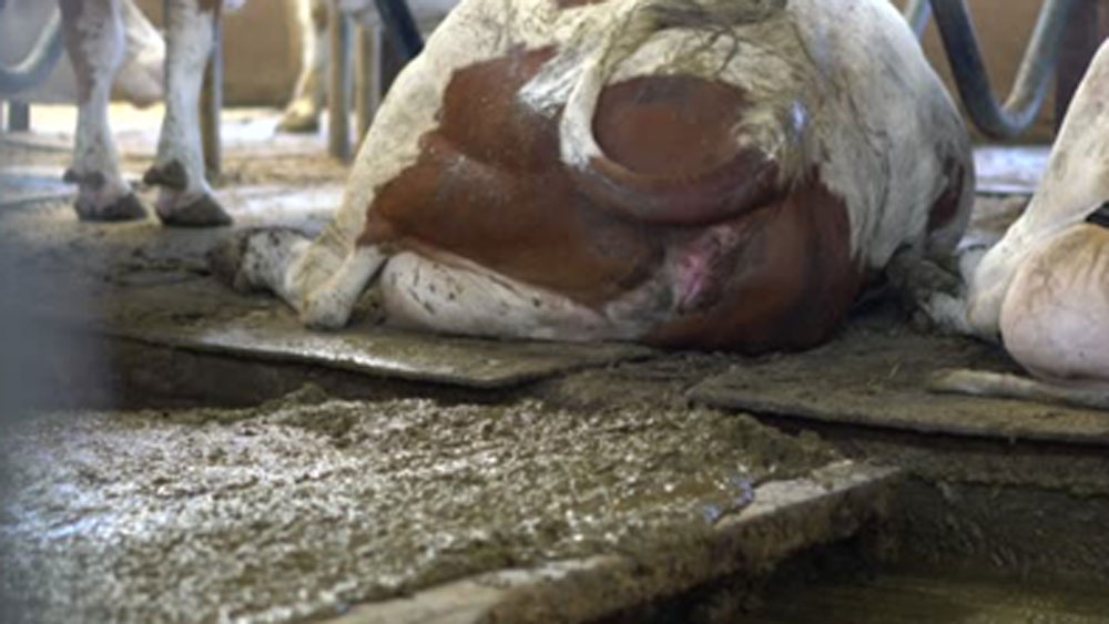 প্রথম শ্রেণির ম্যাজিস্ট্রেট হিসাবে এমন একটি সুযোগ পাওয়ার পর শৈশবের দিনগুলির কথা খুব বেশি করে মনে পড়ছে সোনালের।