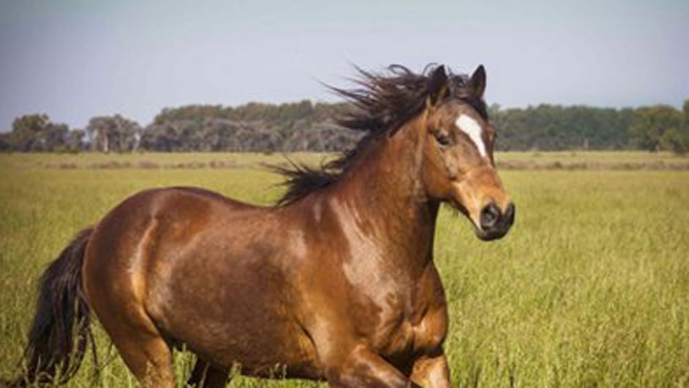 প্রথমে ঘোড়ার রক্তের সিরাম জোগান দিতেন বিভিন্ন টিকা প্রস্তুতকারী সংস্থাকে। সেখান থেকেই প্রতিষেধকের ব্যবসায় পা রাখার ভাবনা। ১৯৬৭ সালে প্রথম তৈরি করলেন টিটেনাসের টিকা। তার পরে একে একে প্রতিষেধক যক্ষ্মা, হেপাটাইটিস, পোলিয়ো-সহ বিভিন্ন অসুখের। বাকিটা ইতিহাস।