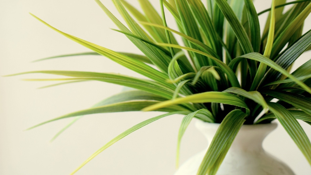 স্পাইডার প্লান্ট।