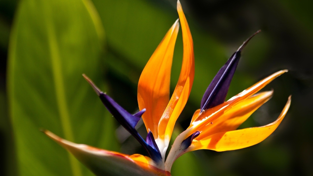 বার্ড অব প্যারাডাইস।