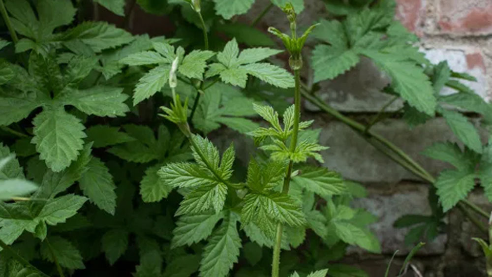 এই গাছটি মূলত ঝোপ প্রকৃতির। ফুলগুলি সবুজ রঙের আর খুব নরম। তাই খুব সাবধানে গাছ থেকে তুলতে হয় সেগুলি। তোলার সময় ক্ষতিগ্রস্ত হলে তা আর বিক্রির যোগ্য থাকে না।
