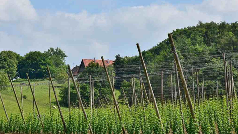 হপ শুটস-এর মধ্যে থাকা অ্যাসিড ক্যানসার আক্রান্ত কোষগুলিকে নষ্ট করে দেয়। ক্যানসারের ওষুধ তৈরিতে চিকিৎসা বিজ্ঞানে এই হপ শুটস নিয়ে বহু গবেষণাও চলছে।