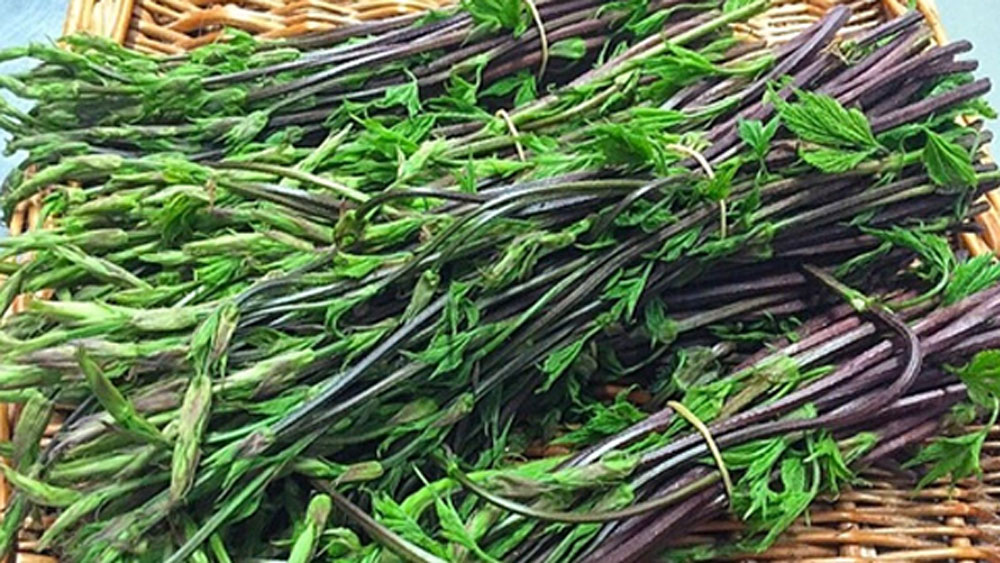 এর বিশেষ অ্যান্টিব্যাকটিরিয়াল গুণ রয়েছে। টিবি রোগীদের ওষুধ তৈরিতে, ক্যানসারের চিকিৎসায় কাজে লাগে হপ শুটস। এই সমস্ত কারণেই হপ শুটস-এর এমন আকাশছোঁয়া দাম।