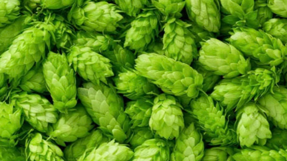 ওই সব্জিটি প্রথম চাষ হয় ৭৩৬ সালে জার্মানিতে। তবে প্রথম হপ শুটস পানীয়তে ব্যবহার করা হয় ১০৭৯ সালে। পরবর্তী কালে হল শুটস-এর আরও অনেক ঔষধি গুণের কথা সামনে আসে।