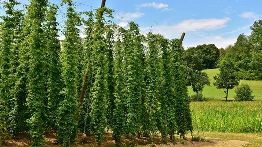 এই গাছের ফুল হপ নামে পরিচিত। এই ফুল দিয়ে বিয়ার তৈরি করা হয়। কোনও পানীয়তে সুগন্ধী দেওয়ার কাজেও লাগে এই ফুল। হপ ফুল দিয়ে তৈরি বিয়ার সহজে নষ্ট হয় না।