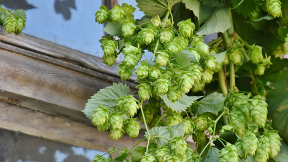 হিউমুলাস লুপুলাস একটি বহুবর্ষজীবী উদ্ভিদ। সম্প্রতি বিহারের এক ব্যক্তি তাঁর জমিতে এই গাছের চাষ করেন। এক আইএএস অফিসার সব্জির ছবি-সহ দামের উল্লেখ করে নেটমাধ্যমে পোস্ট করা মাত্রই দেশ জুড়ে হইচই পড়ে গিয়েছে।