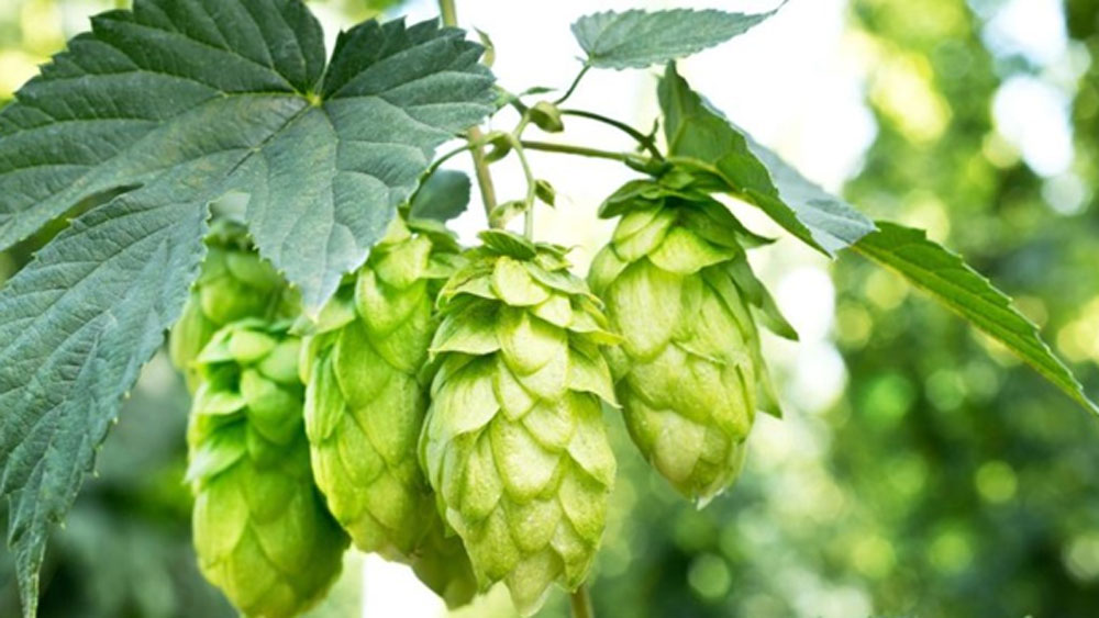 বাজারে চাহিদা না থাকায় ভারতে এই সব্জির চাষ হয় না। মূলত ইউরোপ এবং আমেরিকায় এর বহুল উৎপাদন হয়ে থাকে।