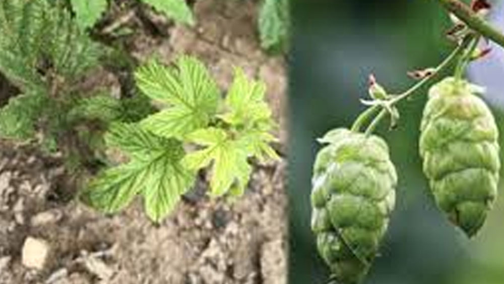 সারা বিশ্বের কাছে এই গাছটির অবশ্য আলাদা একটি পরিচয় রয়েছে। বিশ্বের সবচেয়ে দামি সব্জির গাছ এটি। এর ১ কেজির দাম ১ লাখ টাকার কাছাকাছি!