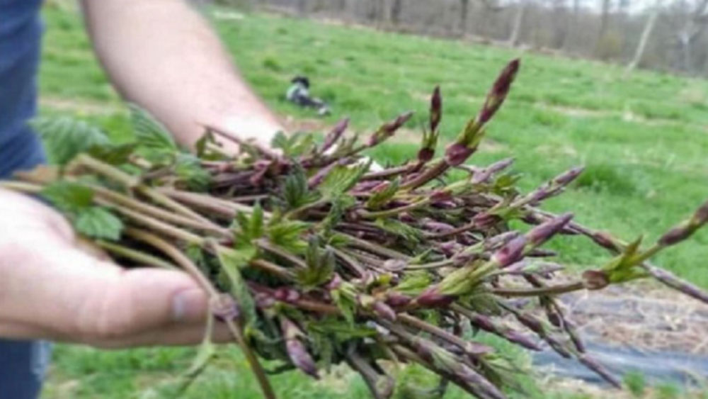 বিহারের ঔরঙ্গাবাদে আড়াই লাখ টাকা বিনিয়োগ করে ৫ কাঠা জমিতে তিনি এই সব্জির চাষ করেছেন।