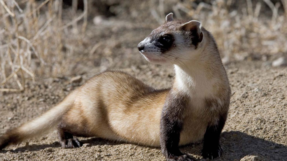 ইঁদুর এবং বেজির মতো স্তন্যপায়ীর উপরে গবেষণা করে তাঁরা সাফল্য পেয়েছেন বলে দাবি করেছেন।