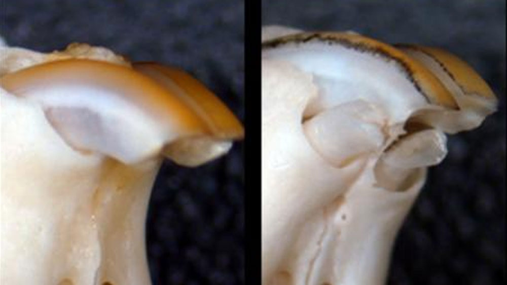 গবেষকদের দাবি, শুধুমাত্র একটি জিনকে নিষ্ক্রিয় করে ফেলতে পারলেই এই ‘অসাধ্য সাধন’ সম্ভব। ওই জিনটির নাম ইউএসএজি-১।