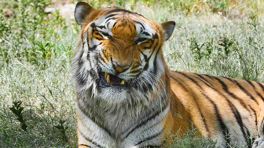 মেজাজ: দিল্লি চিড়িয়াখানায় রয়্যাল বেঙ্গল টাইগার। 
