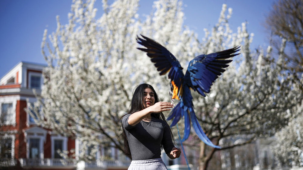 লন্ডনে শিথিল হচ্ছে লকডাউন। জনজীবনে তার প্রভাব চোখে পড়ছে। পোষা পাখিকে প্রশিক্ষণ দিচ্ছেন এই মহিলা। লন্ডনের প্রাইমরোজ হিল-এ।