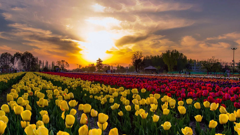 পর্যটকদের জন্য খুলে দেওয়া হল জম্মু-কাশ্মীরের টিউলিপ বাগান। ৬৪টিরও বেশি প্রজাতির প্রায় ১৫ লাখ টিউলিপ রয়েছে এই বাগানে।