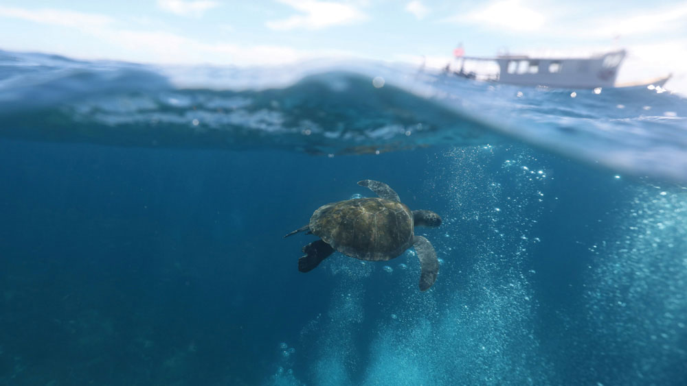 প্রতি বছর ২৩ মার্চ পালিত হয় বিশ্ব জলবায়ু দিবস। ২০২১-এ ব্রাজিলের রিও ডি জেনেইরোর অ্যাঙ্কোরা দ্বীপের কাছে সমুদ্র থেকে আবর্জনা পরিষ্কারের পর একটি কচ্ছপকে মুক্ত ভাবে সাঁতার কাটতে দেখা যায়। সেই ছবিই ফ্রেমবন্দি করেছে সমুদ্র পরিষ্কারের দায়িত্বে থাকা সি শেফার্ড নামে একটি বেসরকারি সংস্থা।