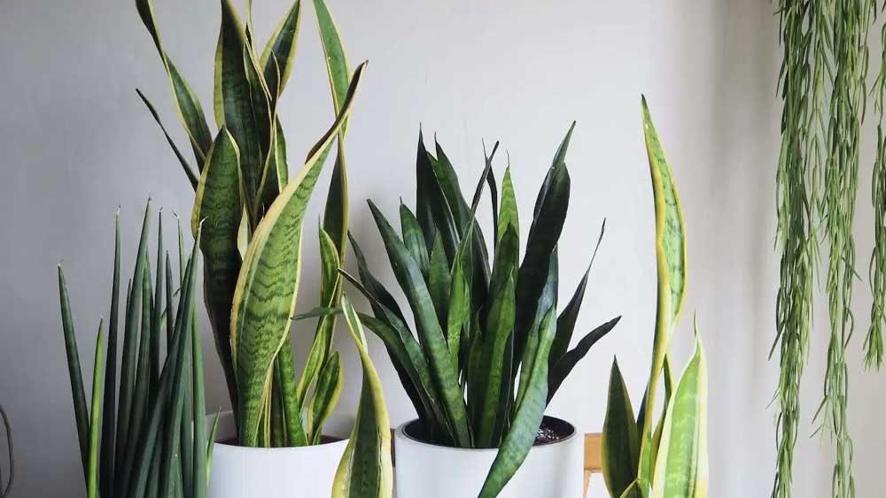 স্নেক প্লান্ট।