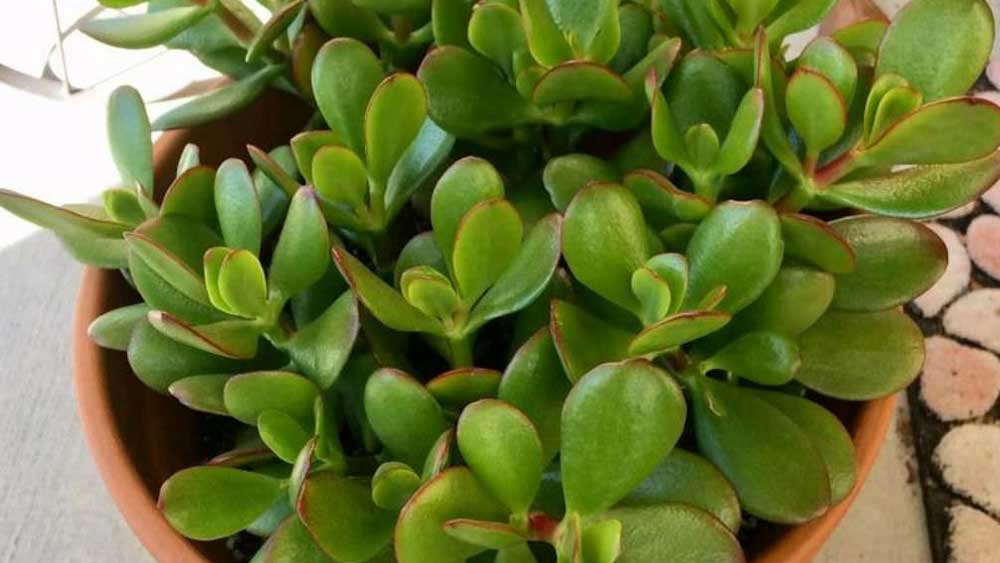 জেড প্লান্ট।