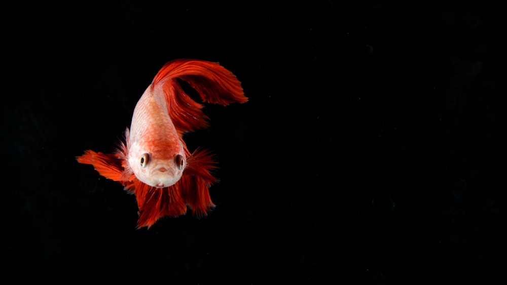 কম আলোয় কমবে শ্যাওলা।