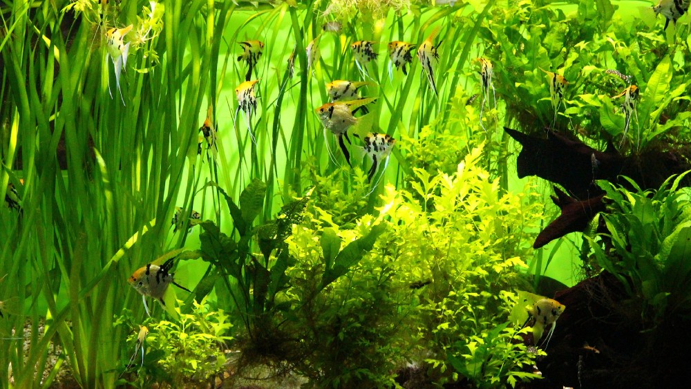 গাছ বাড়ালে কমবে শ্যাওলা।