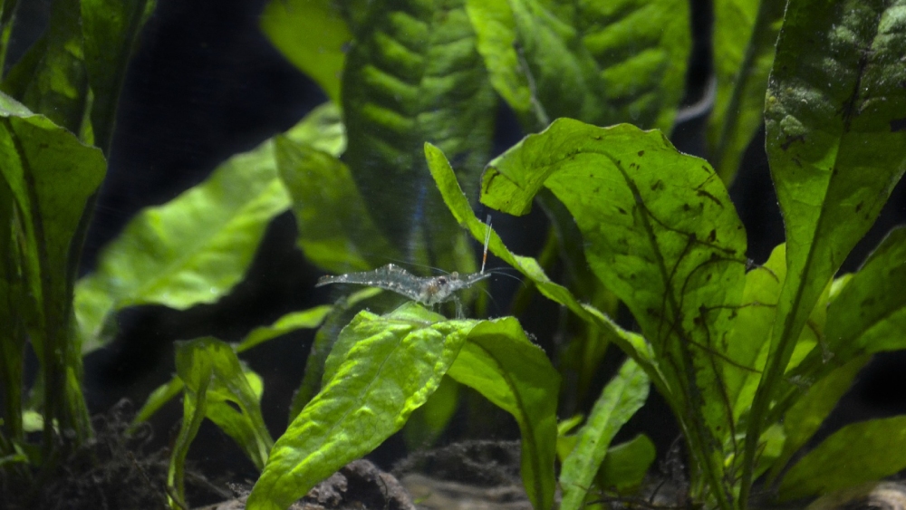 শ্যাওলার সমাধান হতে পারে চিংড়ি।