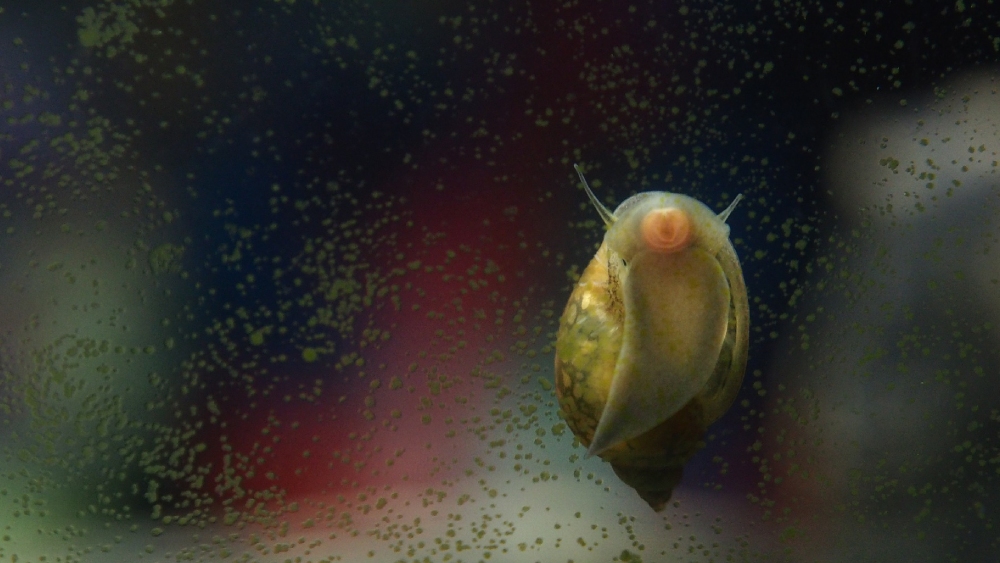 কাচের দেওয়াল পরিষ্কার করবে শামুক।