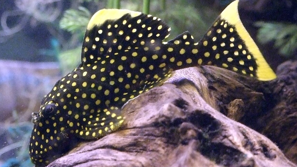 প্লেকো।