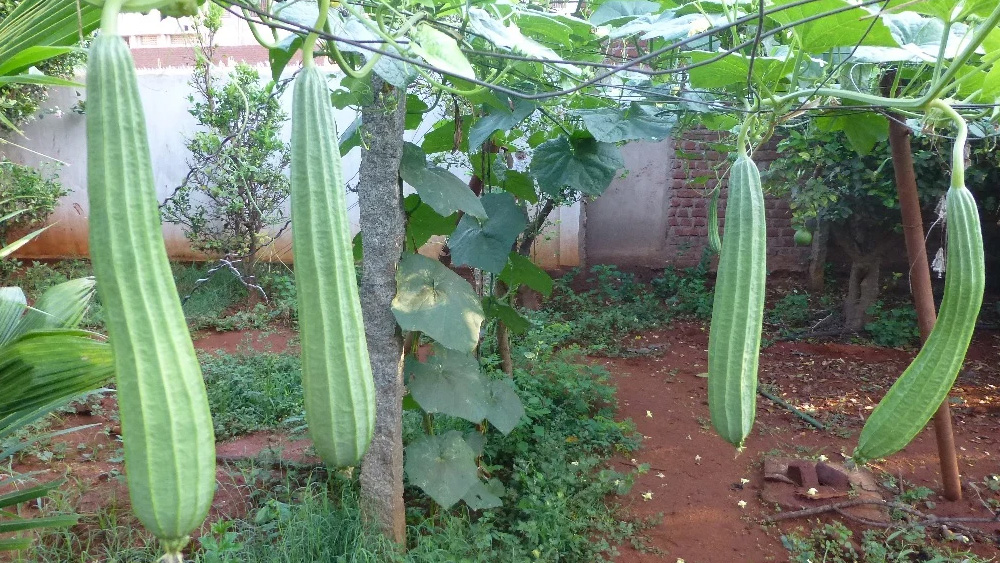 ঝিঙে দিয়ে সুস্বাদু ৭টি পদ বানিয়ে নিন।