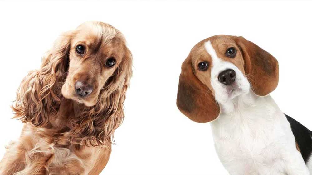 ককার স্প্যানিয়েল এবং বিগল।