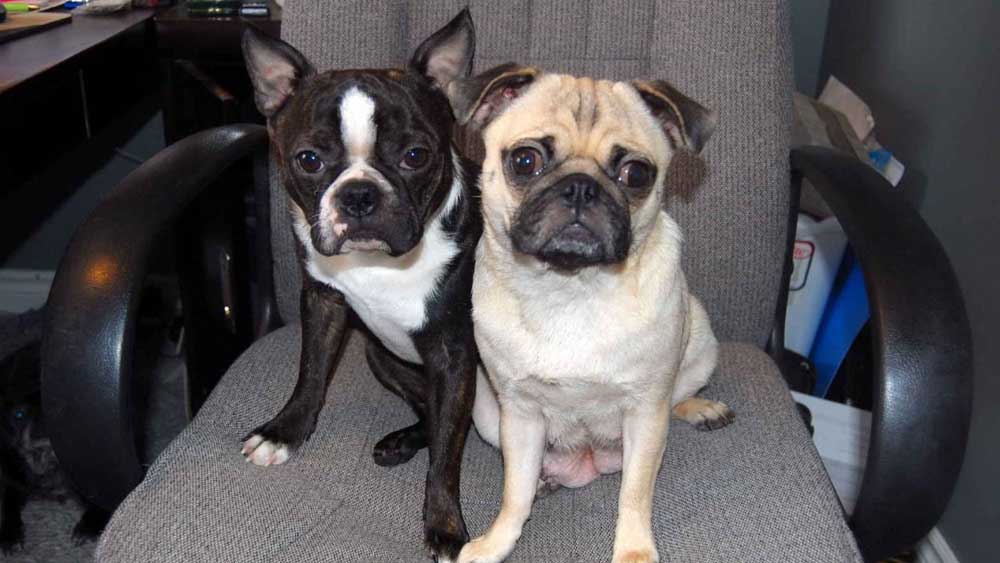 বস্টন টেরিয়র এবং পাগ। 