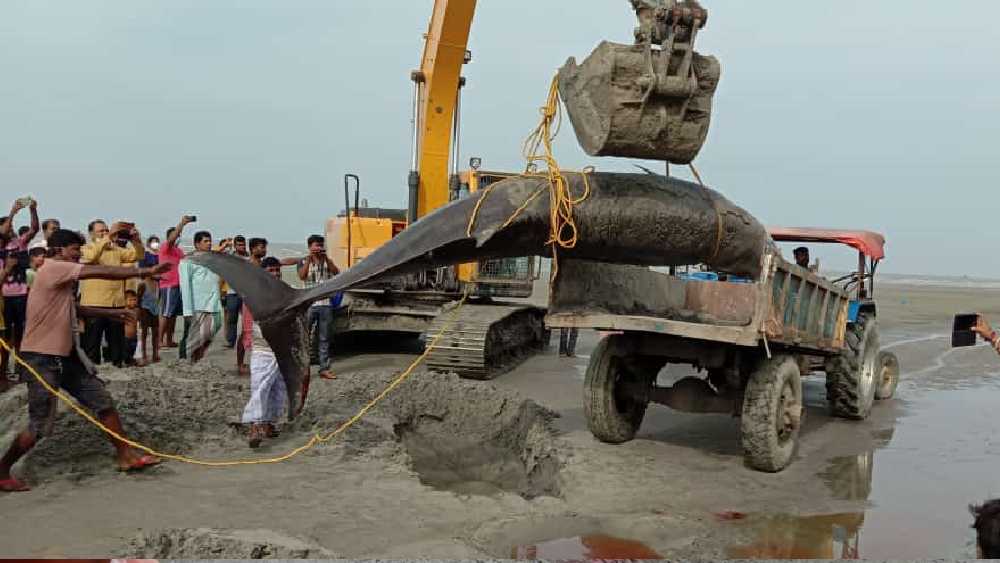 ক্রেনে করে নিয়ে যাওয়া হয় শুশুকটিকে। 