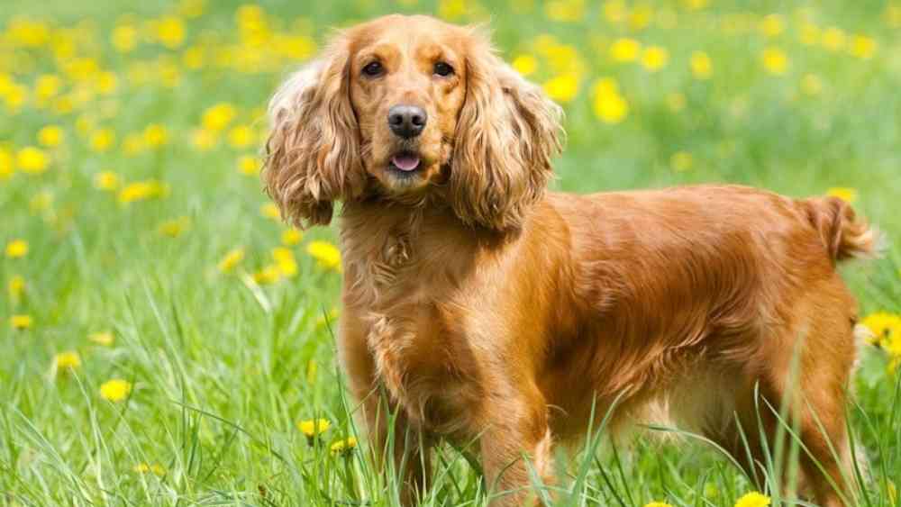 ককার স্প্যানিয়েল