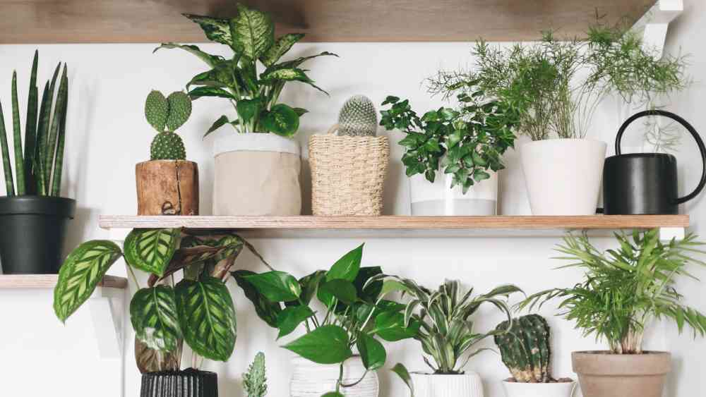 ঘরের ভিতরের গাছ দিনের আলোয় কার্বন ডাই আক্সইডকে সালোকসংশ্লেষ প্রক্রিয়ায় অক্সিজেনে পরিণত করে। শুধু তাই নয়, কোনও কোনও গাছ বেনজিন, ফর্মালডিহাইডের মতো দূষিত পদার্থকেও বাতাস থেকে টেনে নেয়।