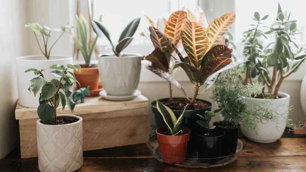 যাঁদের শ্বাসকষ্টের সমস্যা আছে, এই ধরনের বাতাস পরিশুদ্ধকারী গাছ তাঁদের নানা উপকার করতে পারে। 