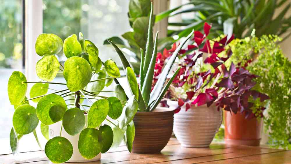 ‘নাসা’-র তরফে এক গবেষণা চালানো হয় এই ধরনের গাছ নিয়ে। গবেষণায় বেশ কয়েকটি গাছকে এই তালিকায় রাখা হয়। দেখে নেওয়া যাক তার মধ্যে অন্যতম কোনগুলি। 